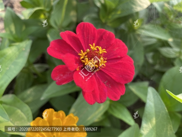 百日菊