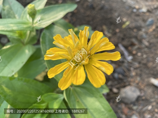 百日菊