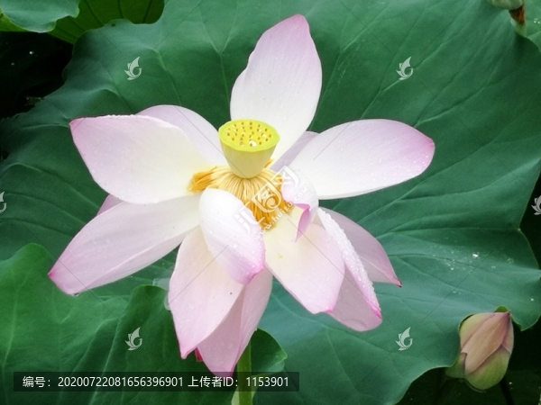 荷花