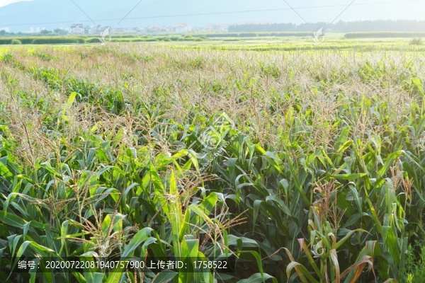 玉米地