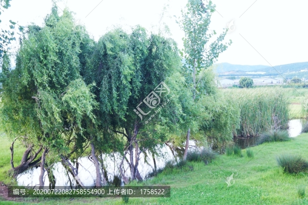 濕地植被