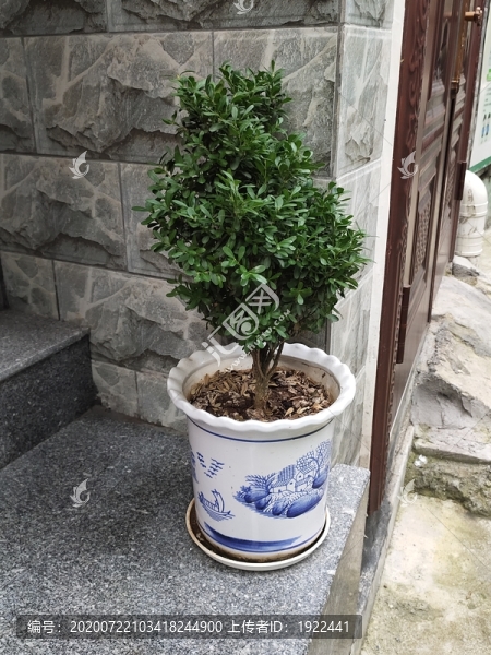 綠植盆景