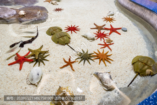 海生物觸摸池