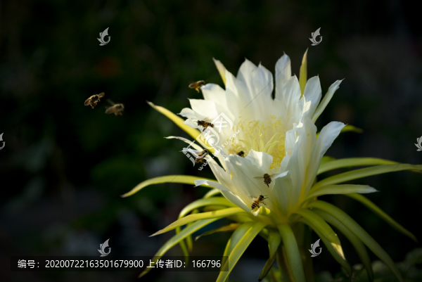 群蜂與霸王花