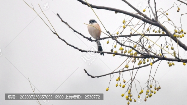 伯勞