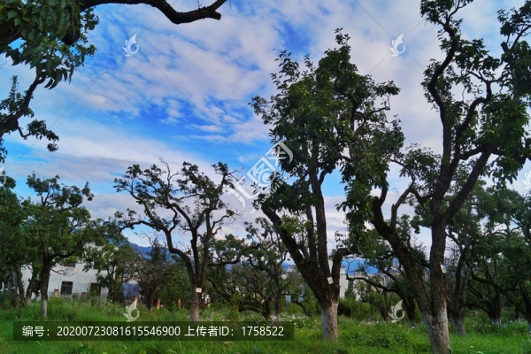 古樹梨樹