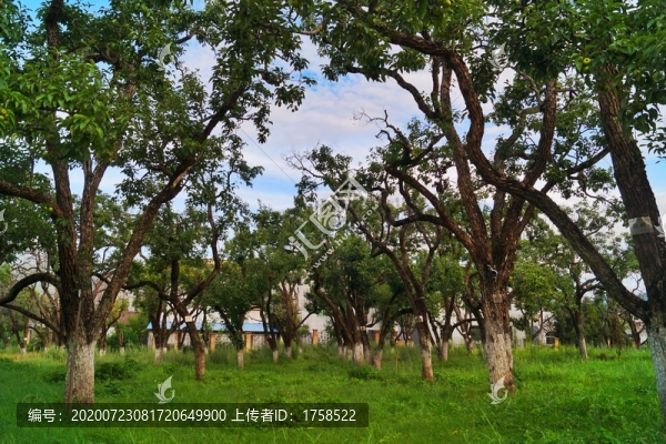 云南寶珠梨古樹(shù)梨園