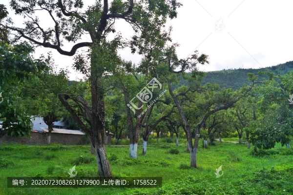 百年寶珠梨梨園