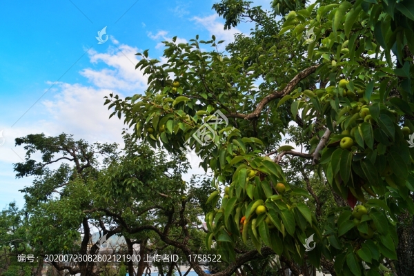 百年寶珠梨梨園