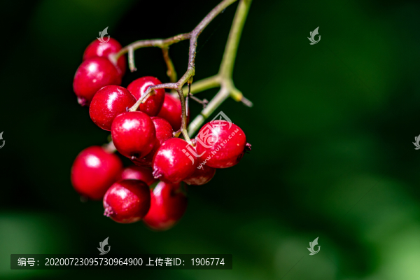 森林中紅色的野生漿果
