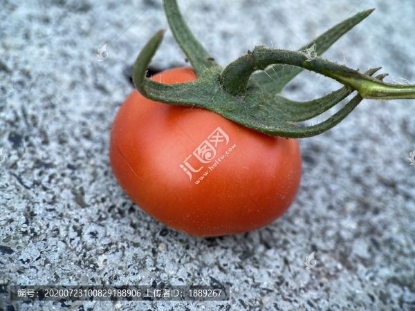 西紅柿