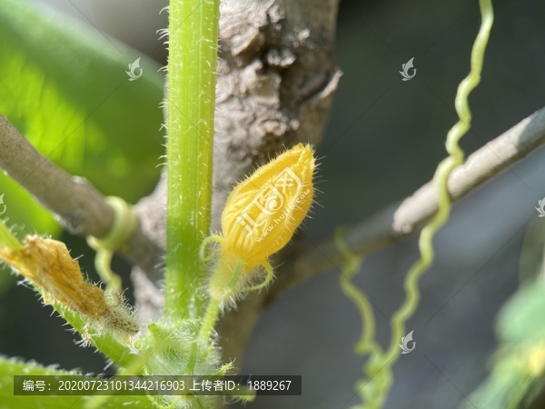黃瓜花