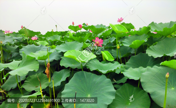 荷花