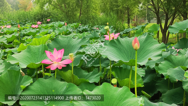 荷花