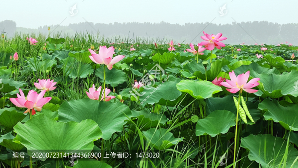 荷花