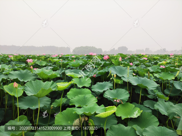 荷花