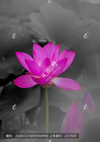 荷花