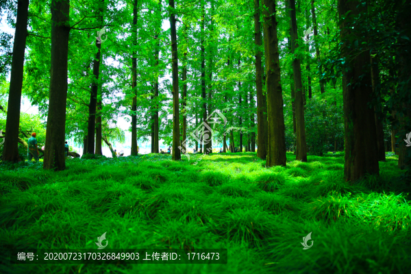 綠色森林