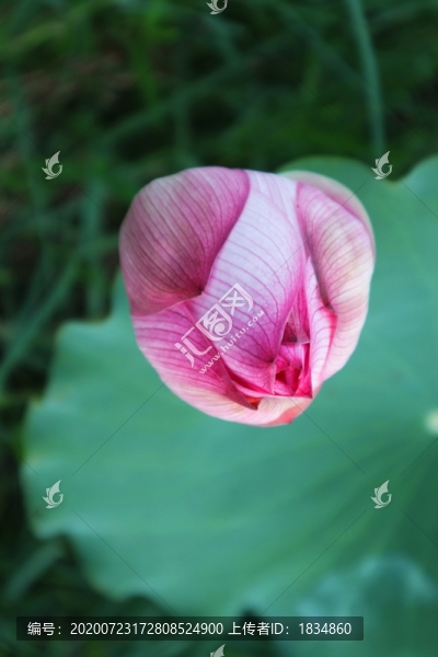 荷花蓮花