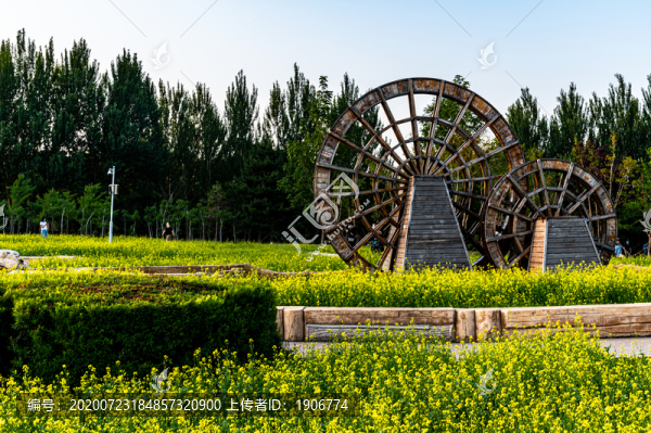 中國(guó)長(zhǎng)春公園盛開(kāi)的油菜花