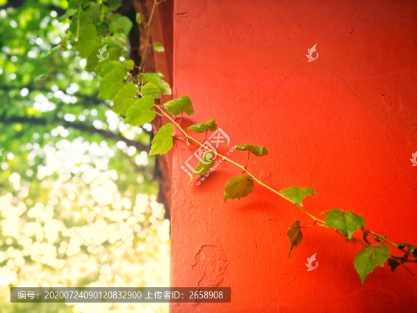 綠蕪繞紅墻