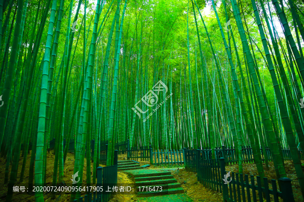 唯美竹林