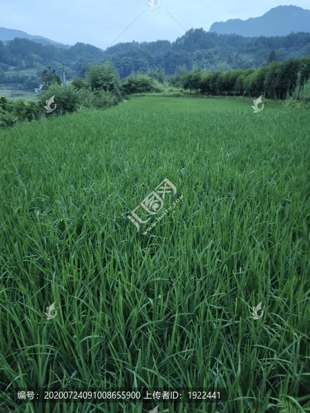 稻田