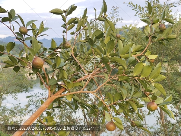 油茶果