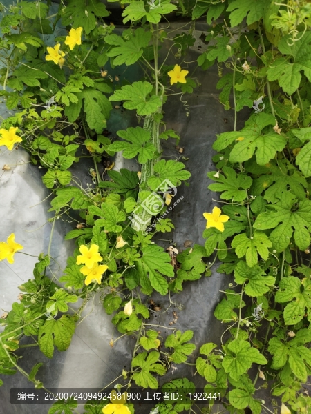 苦瓜葉與花