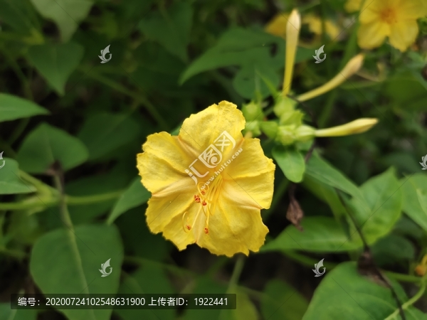 胭脂花特寫