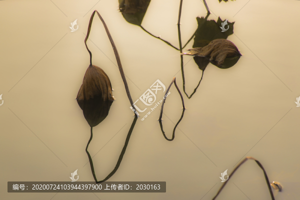 枯荷