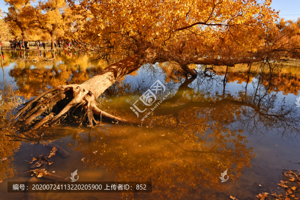 張掖胡楊樹(shù)