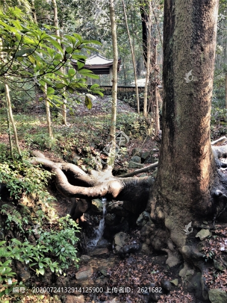 樹(shù)根