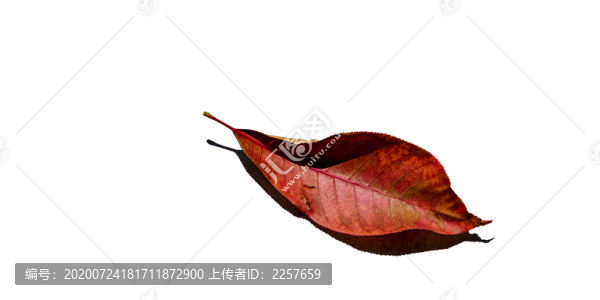 一片落葉