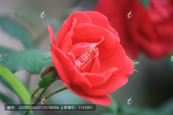 月季花