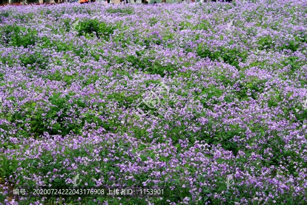 諸葛菜開花