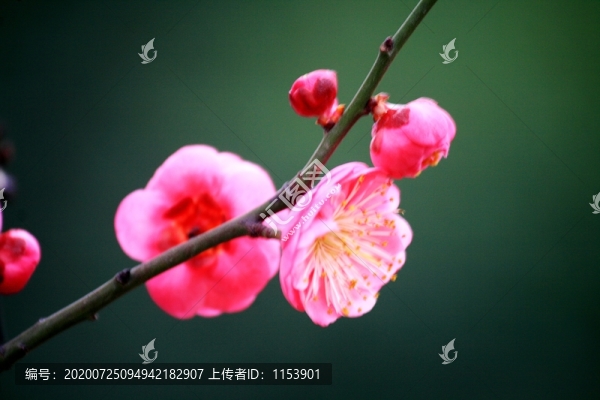 梅花