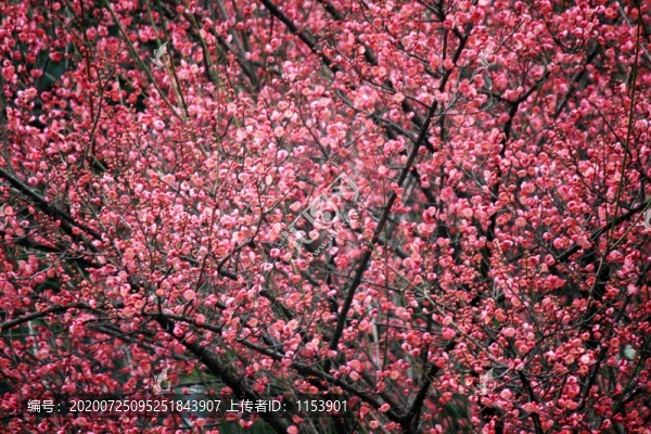 紅梅樹