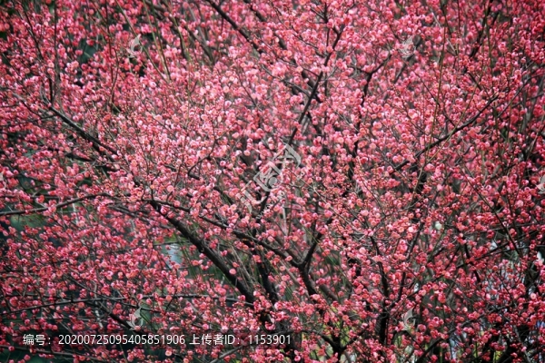 紅梅花樹(shù)
