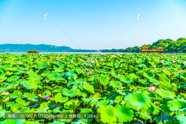 湖景荷葉