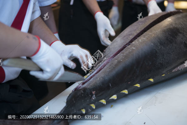 分解藍(lán)鰭金槍魚特寫