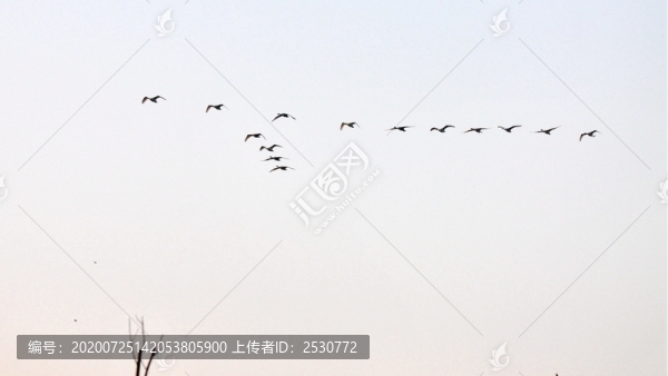 雁陣