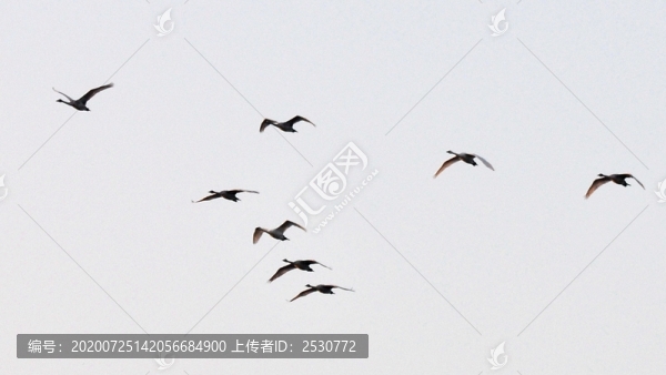 雁陣
