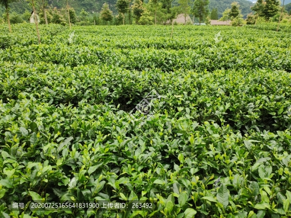 綠茶園