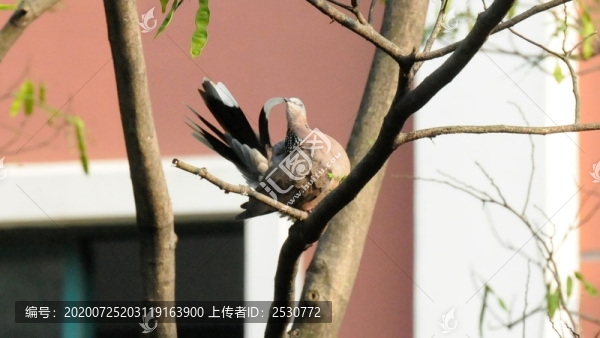 斑鳩