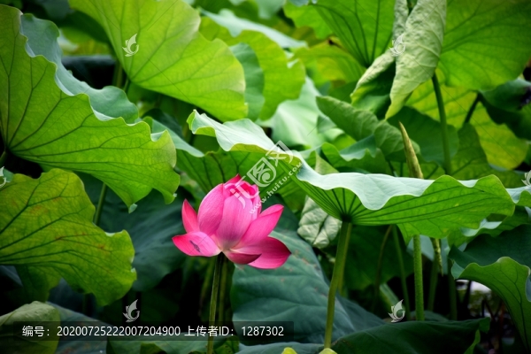 荷花