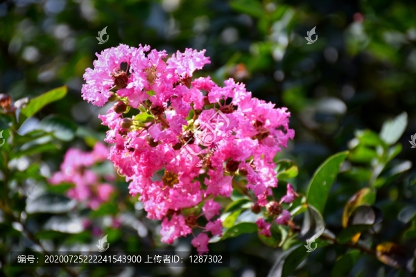 紫薇花