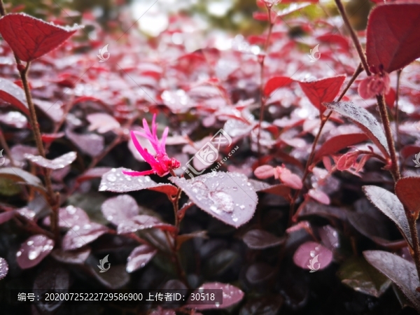 蕪湖中江公園的早晨