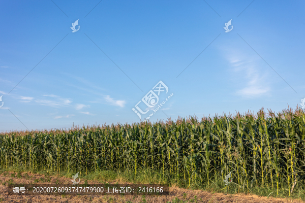 玉米地