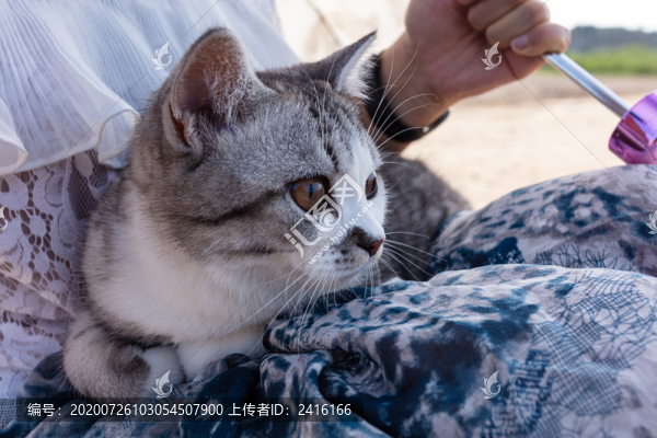 美短貓